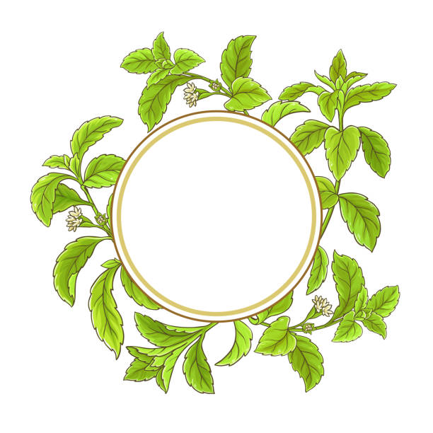 ilustrações, clipart, desenhos animados e ícones de quadro de vetor de ramo stevia - vector branch leaf affectionate