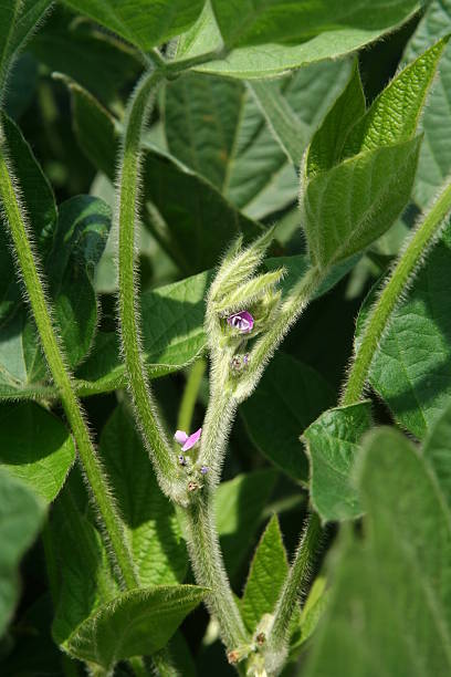 Closeup of flowering soybean plant stock photo