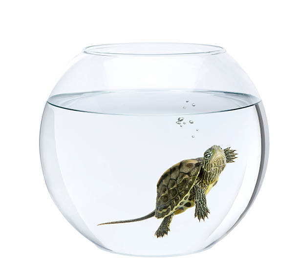istock Small turtle swimming in fish bowl against white  background 95892174