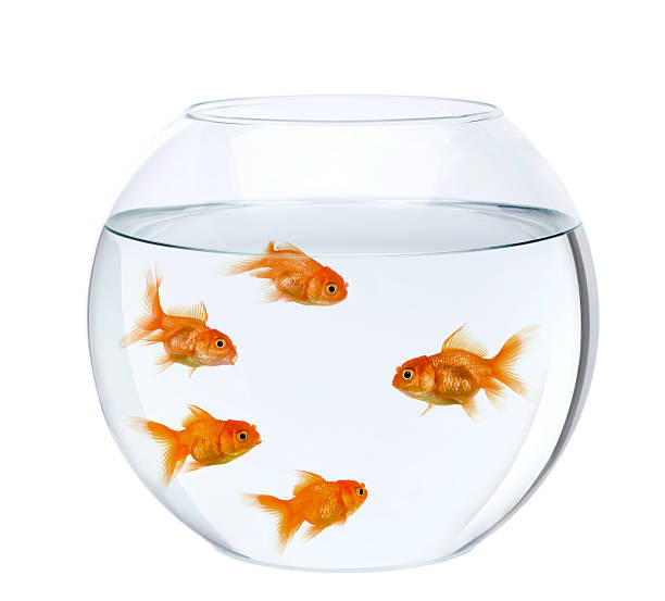 istock Five goldfish in fish bowl against white background 95892203
