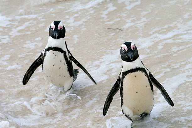 African Penguins in Cape Town, South Africa  boulder beach western cape province photos stock pictures, royalty-free photos & images