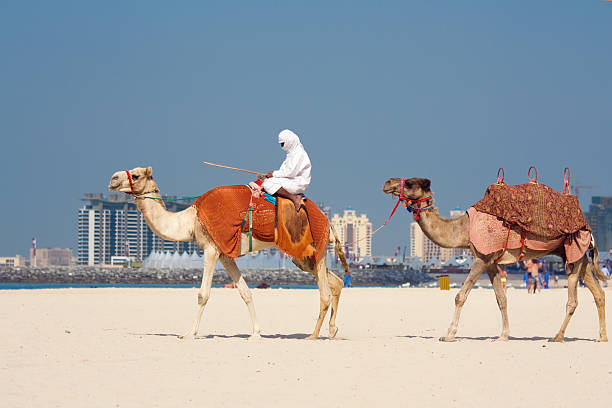 ラクダは、ドバイのジュメイラビーチ - united arab emirates middle eastern ethnicity men camel ストックフォトと画像