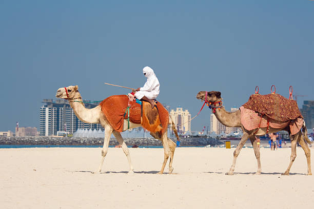 istock Camels on Jumeirah Beach, Dubai 95892245