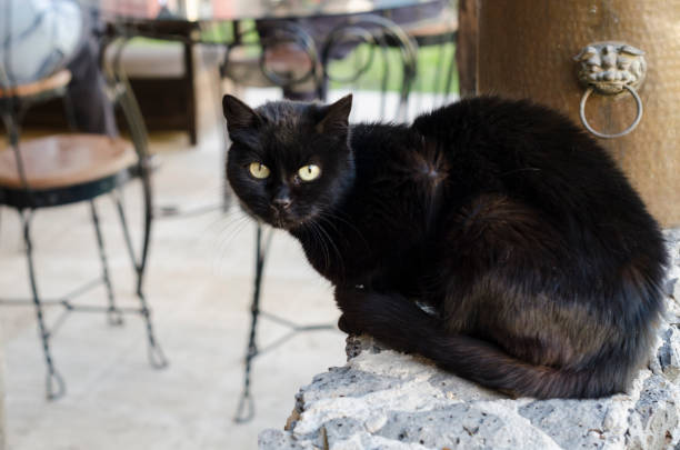 Gartenfahne Black Cat Portrait – 30,5 X 45,7 Cm, Polyester, Mit Schwarzer Katze Vor Grüner Wand