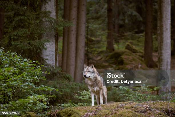 Lobo En El Parque Nacional Bayerischer Wald Alemania Foto de stock y más banco de imágenes de Lobo