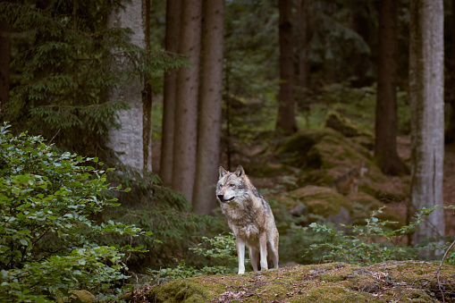 Wolf in Bayerischer Wald national park. Germany.