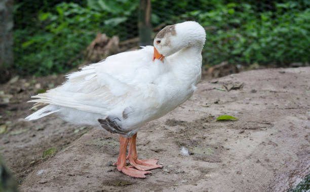 istock White goose at the farm 958924108