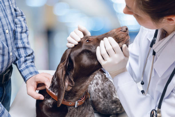 istock Doctor examines the dog's eyes . 958924400