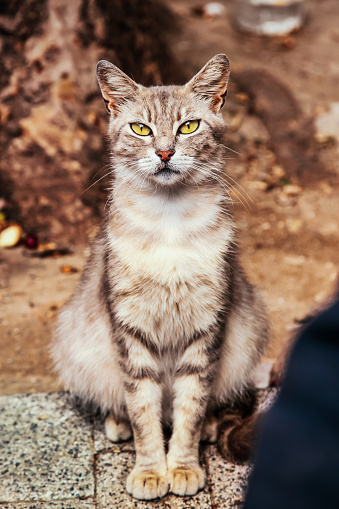 Cat looking at camera