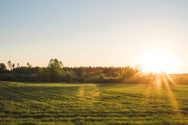 istock Sunset in summer field beautiful sun nature landscape 958928974