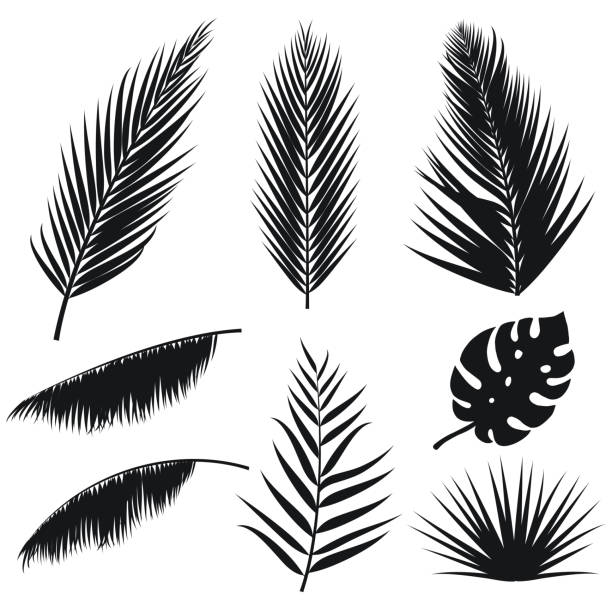 벡터 열 대 야 자 나뭇잎 실루엣 세트 흰색 배경에 고립. 여름 이국적인 식물입니다. 정글 손바닥과 monstera 잎 디자인에 대 한 그림입니다. eps 10입니다. - palm leaf leaf palm tree frond stock illustrations