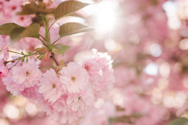 istock Pink japanese cherry blossom flower tree back lit 958932236