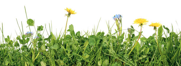 wiese gräser mit grashalmen, klee, löwenzahn und vergiss mich nicht blumen isoliert auf weißem hintergrund - dandelion wildflower field flower stock-fotos und bilder