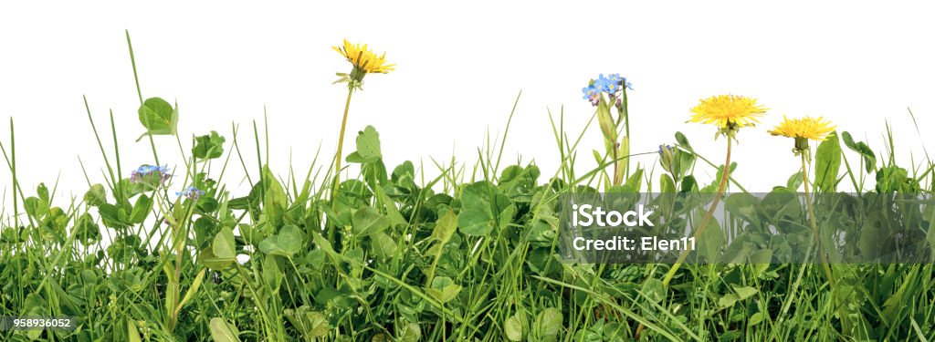 meadow grass with grass blades, clover, dandelion and forget me not flowers isolated on white background Meadow Stock Photo