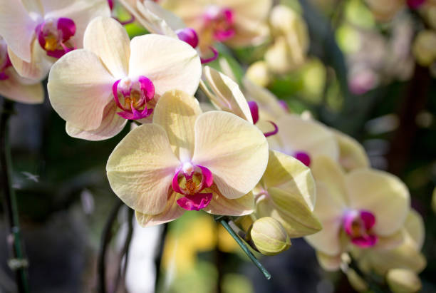istock Yellow phalaenopsis orchid flower 958936760