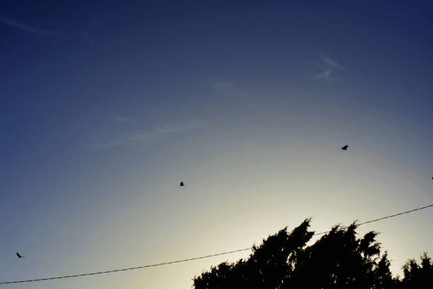 istock trio of birds 958937860