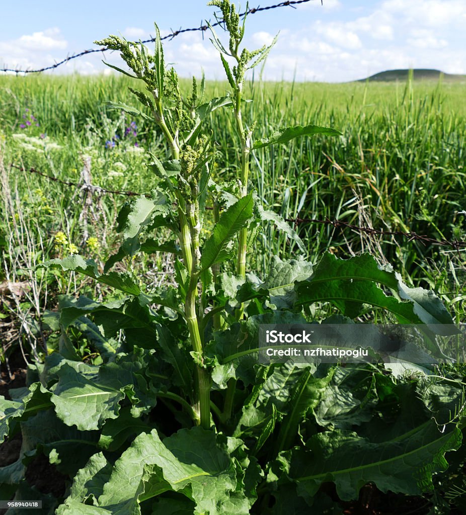 Cỏ Rumex Labada Cây Evelik Cây Thuốc Và Cỏ Rumex Hình ảnh Sẵn có ...