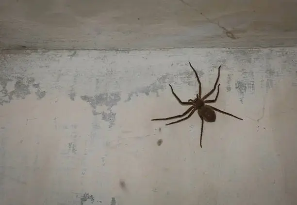 Photo of Huge spider on old wall
