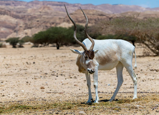 istock Curved horned antelope Addax (Addax nasomaculatus) 958941324