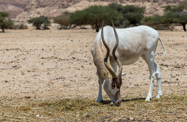 istock Curved horned antelope Addax (Addax nasomaculatus) 958941342
