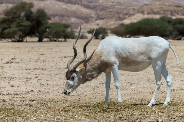 istock Curved horned antelope Addax (Addax nasomaculatus) 958941354