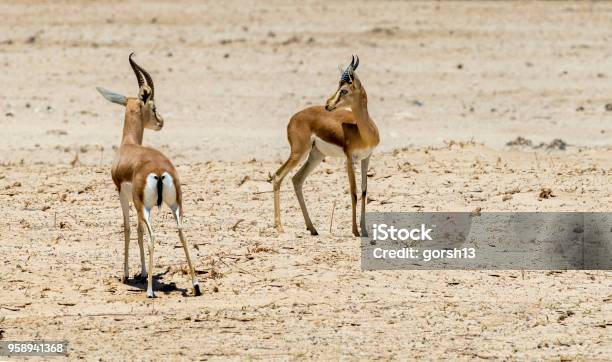 Photo libre de droit de Dorcas Gazelle Inhabitsnature Désert Réserve Près Deilat Israël banque d'images et plus d'images libres de droit de Animaux à l'état sauvage