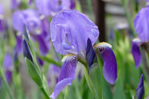 istock sesame flower, blue-purple sesame flower 958941396