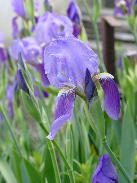 istock sesame flower, blue-purple sesame flower 958941422