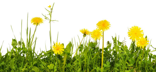 wiese rasen mit gelben löwenzahn blüten isoliert auf weißem hintergrund - dandelion wildflower field flower stock-fotos und bilder