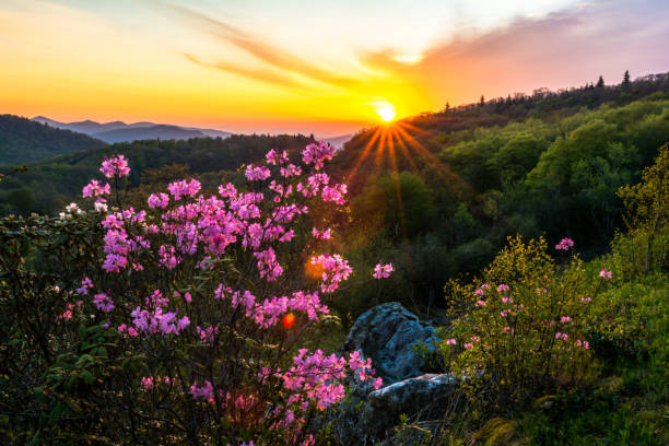 sunrise in the blue ridge mountains - blue ridge mountains appalachian mountains sunrise mountain imagens e fotografias de stock