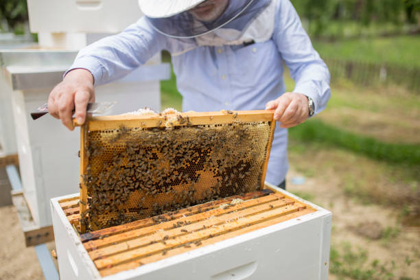 蜂の飼育員はハイブから棚を持ち上げる - beehive rural scene bee outdoors ストックフォトと画像