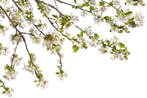 istock Frame with blooming apple twigs on a white background. 958950156