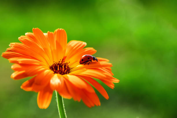 Ladybug and orange gerbera flower on sun against grass