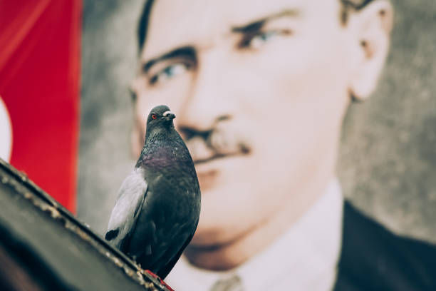 Pigeon and Mustafa Kemal Ataturk The photo on the back has no copyright. The poster on the back belongs to Atatürk, the founder of the country that died 80 years ago. kalender stock pictures, royalty-free photos & images