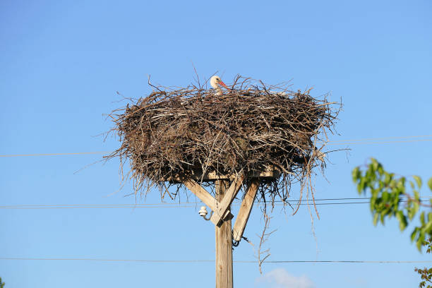 istock a stork lying in the incubator, a stork lying in the nest, 958952908