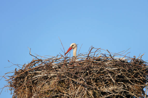 nido de la cigüeña hembra de incubación - baby animal nest newborn lying down fotografías e imágenes de stock