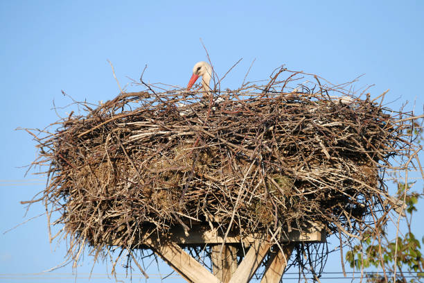 nido de la cigüeña hembra de incubación - baby animal nest newborn lying down fotografías e imágenes de stock