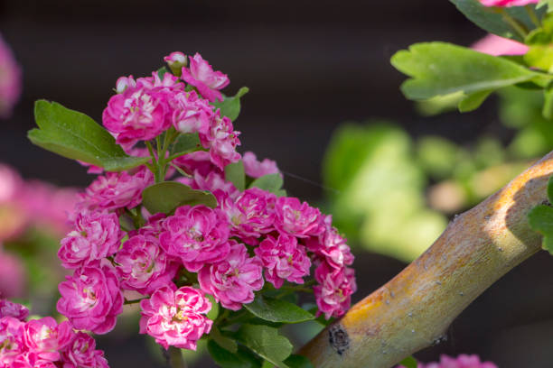 ピンクのサンザシの花。サンザシの枝に咲きます。春のマクロ写真 - hawthorn berry fruit common fruit ストックフォトと画像