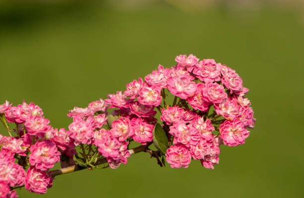 ピンクのサンザシの花。サンザシの枝に咲きます。春のマクロ写真 - hawthorn berry fruit common fruit ストックフォトと画像