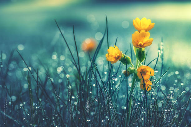 schöne gelbe gänseblümchen im morgentau. geringe schärfentiefe - light rain stock-fotos und bilder