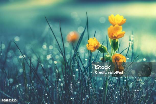 Foto de Bela Margarida Amarela No Orvalho Da Manhã Profundidade De Campo e mais fotos de stock de Chuva