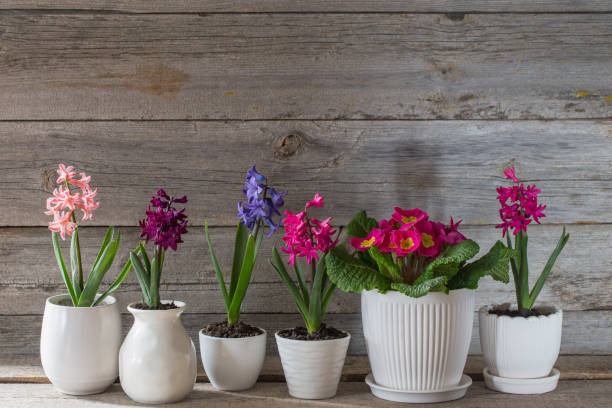 istock spring flowers on old wooden background 958953964