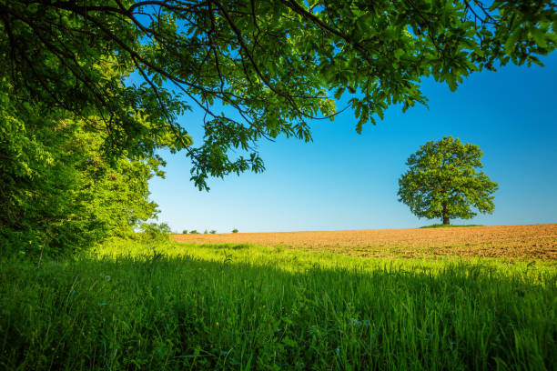 istock Tree in the field and blue sky 958956190