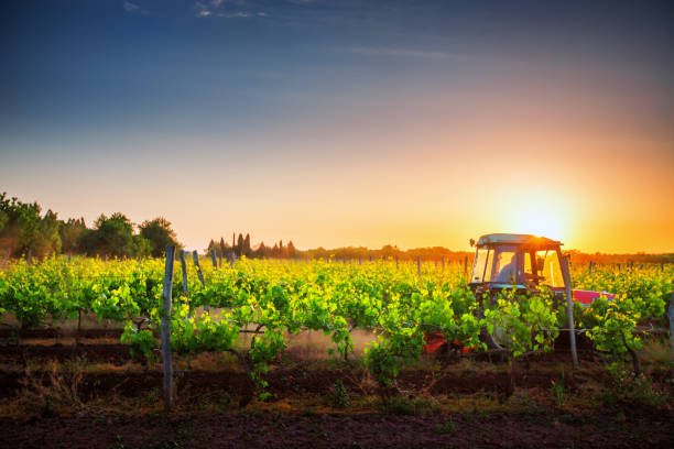 istock Vines on the field and a red tractor at sunset 958956310