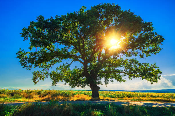 istock Tree in the field, sunset shot 958956470