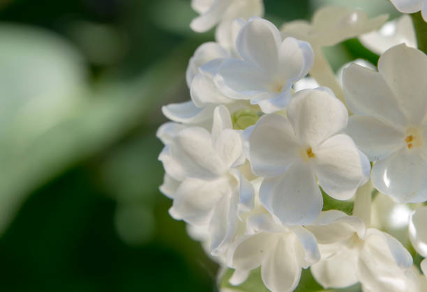 istock Honey white lilac close-up, with selective focus. 958959862