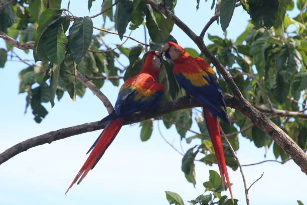istock Scarlet Macaws In Costa Rica 958961138