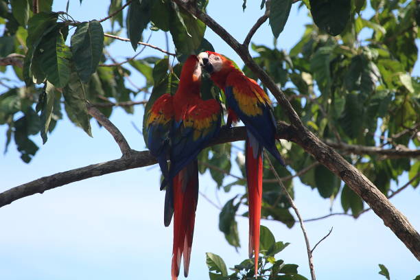 istock Scarlet Macaws In Costa Rica 958961158