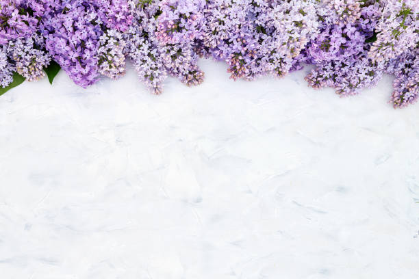 istock Lilac flowers border on white background. Top view, copy space. Spring background. Greeting card 958961808