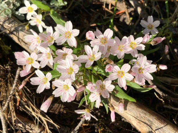 common mouse ear flowers or chickweed. - north cascades national park mountain flower wildflower imagens e fotografias de stock